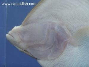 Foto Galerie/Pleuronectiformes/Pleuronectes platessa/Pleuronectes platessa_07_S.jpg